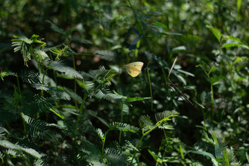 mariposa en la naturaleza