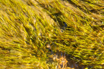 Fontinalis moss in a streambed of West Hartford Reservoir.
