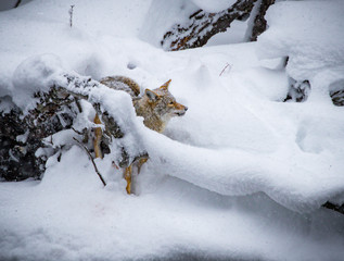 Heavy snowfall surrounds golden Coyote hunting.
