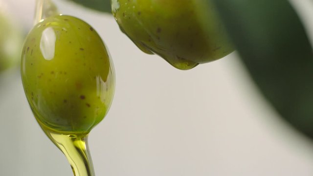 Olive oil dripping on raw green olives. Olive oil is being poured from olive tree branch. Close-up green olives.
