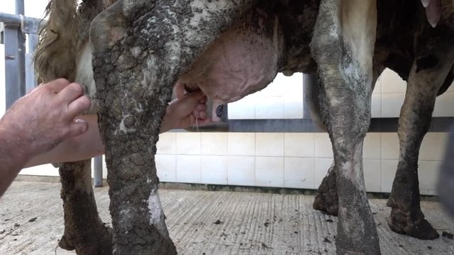 Milking a cow by hand to prepare for the automated milking. Dirty hoof in the foreground. O