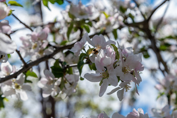 Honey bee ready to land on pink apple tree blossom.