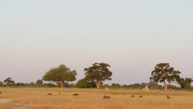 Pack of African Wild Dogs walk on savannah in front of Sausage trees