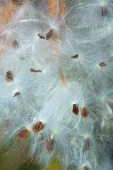 Silky winged seeds of a milkweed flower in Vernon, Connecticut.