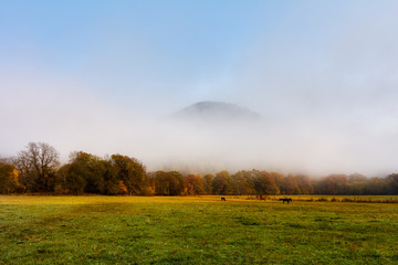herd of horses in a thick fog in the autumn in the feald