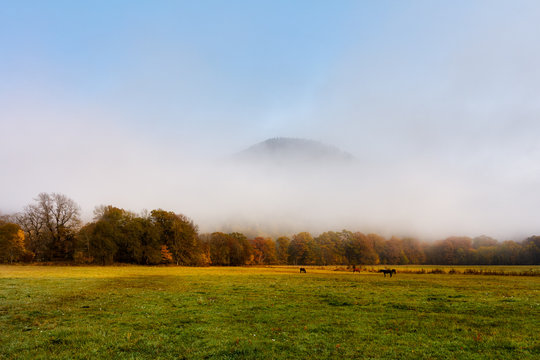 herd of horses in a thick fog in the autumn in the feald