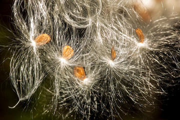 Silky winged seeds of a milkweed flower in Vernon, Connecticut.