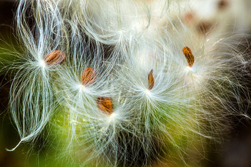 Silky winged seeds of a milkweed flower in Vernon, Connecticut.