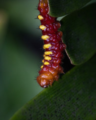 red caterpillar crawling down in a garden