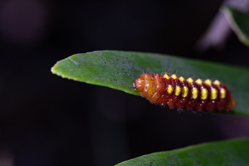 red and yellow caterpillar on a leaf