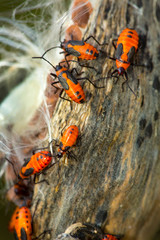 Milkweed beetles on a seed pod in Vernon, Connecticut.