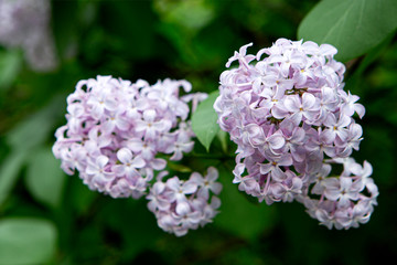 Purple lilac flowers close-up, blooming plant. Syringa vulgaris.