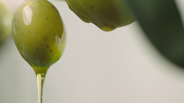 Olive oil dripping on raw green olives. Olive oil is being poured from olive tree branch. Close-up green olives.