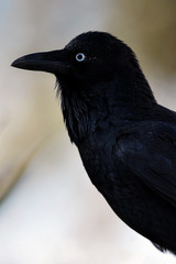 Black Crow