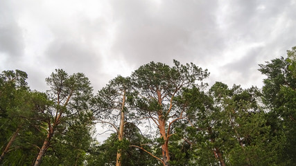 Green pines. Background overcast sky. Wide angle, bottom view.