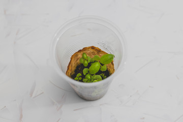 close-up of small basil leaves seedlings growing in plastic cup