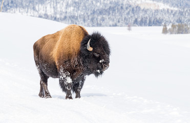 Large snow covered bison in winter in Yellowstone © Jo