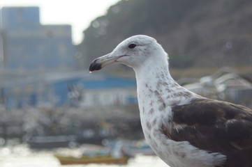 seagull on the roof