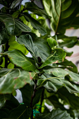 Fiddle Leaf Fig Tree