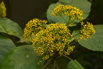 Senecio grandifolius, (syn. Telanthophora grandifolia) in the botanical garden.