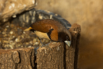 The chestnut-breasted mannikin (Lonchura castaneothorax) in zoo of Stuttgart, Germany.
