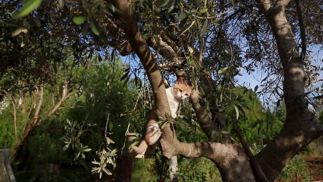 playful kitten on tree branch falls while playing then climbs back, wide shot
