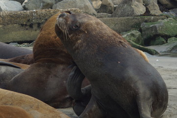 galapagos sea lion