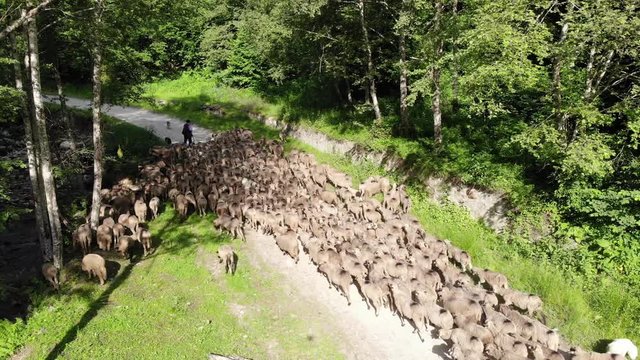 Sheep on a country road following the transhumance season that starts every summer