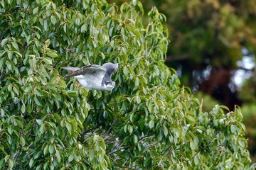 オオタカ オスの飛び出しシーン