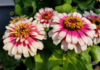 Zinnia 'Swizzle Cherry and Ivory' flowers at full bloom