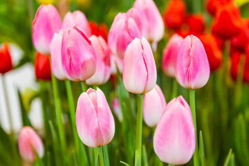 Pink tulips flower, beautifuly flower in garden plant, tulip spring-blooming