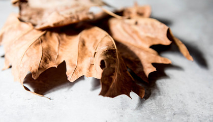 dried leaves on white background