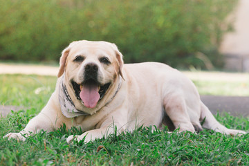 Fototapeta premium Happy labrador retriver in the garden i