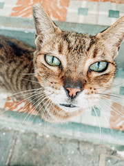 portrait of an alley cat