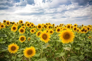 Selbstklebende Fototapeten Blue sky with white fluffy clouds float over colorful Italian sunflower field with curved country road © Jo
