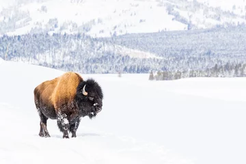 Wall murals Bison Snowy bison covered in snow in Yellowstone National Parl