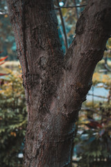 Obraz premium big tree trunk vintage old tree cinematic