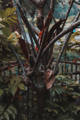 leaves on a tree vintage old woods