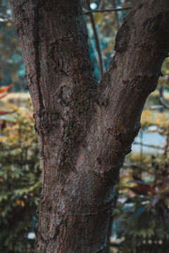 big tree trunk vintage old tree cinematic