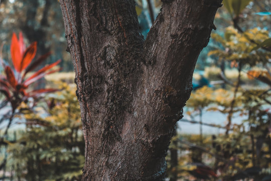 tree in autumn, treen in garden, old tree vintage cinematic