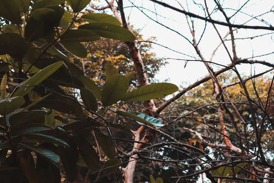 tree in the garden