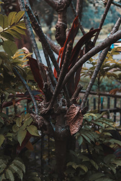 leaves on a tree vintage old woods