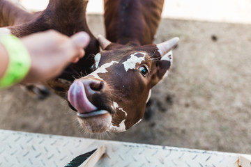 cow