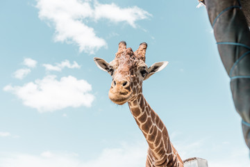 Obraz premium jirafa