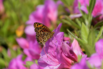 ツツジの花にとまった雄のツマグロヒョウモン