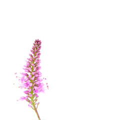 Closeup Purple flower isolated on white background, The single flower with clipping path and copy space for your text