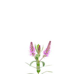 Naklejka premium Closeup Purple flower isolated on white background, The single flower with clipping path and copy space for your text