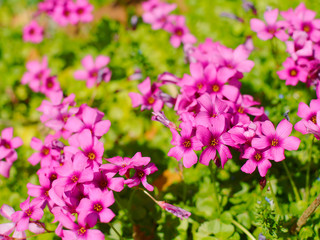 シバザクラ　芝桜　ピンクの花