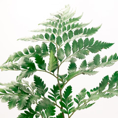 Closeup Fresh Green fern leaves branch isolated on white background, The treetops with clipping path, over light