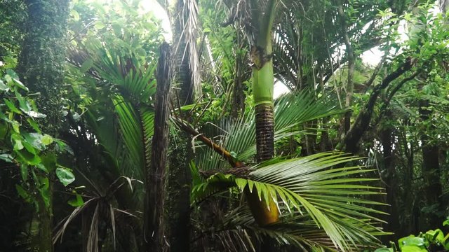 New Zealand native Nikau Pam tree subtropical rain forest